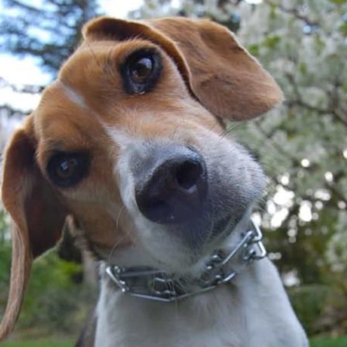 12 Problems Only Beagle Owners Will Understand - The Paws