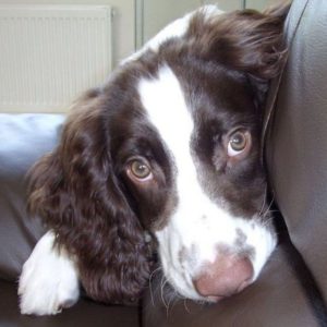 14 Reasons Why You Should NEVER Own Springer Spaniels