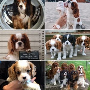 Reasons Why You Should Never Own Cavalier King Charles Spaniels