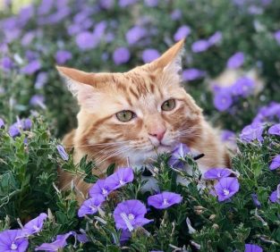 50 Flower Names for Cats - The Paws