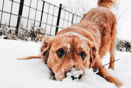 60 Skiing Inspired Dog Names The Paws