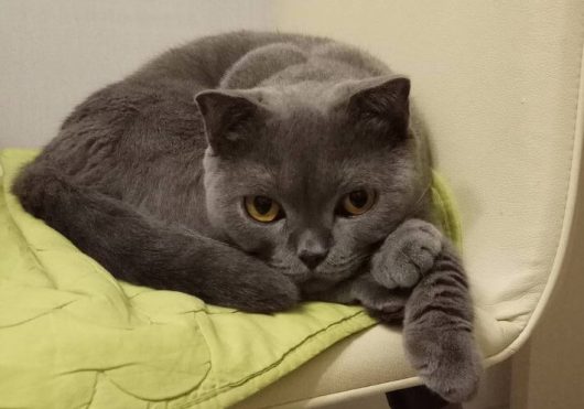 30 Best Gray Girl Cat Names - The Paws