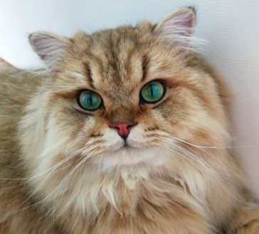 80 Names for Cats with Green Eyes - The Paws