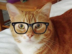 90 Hipster Cat Names - The Paws