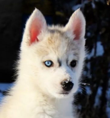 50 Female Blue-Eyed Husky Dog Names - The Paws