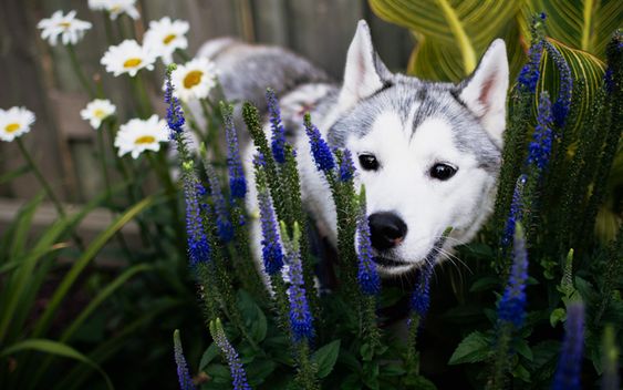 85-cute-unique-boy-dog-names-cute-names-for-dogs-dog-names-male