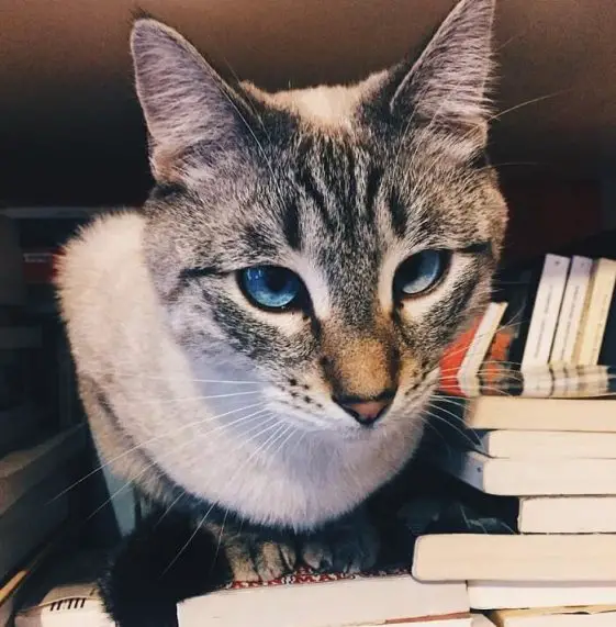 60 Literary Cat Names Famous Cat Names in Literature The Paws