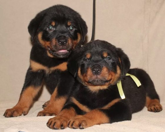 45 Aggressive Male Rottweiler Names - The Paws