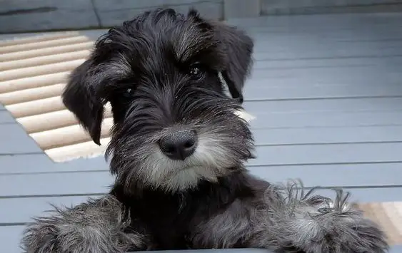 50-female-schnauzer-dog-names-the-paws