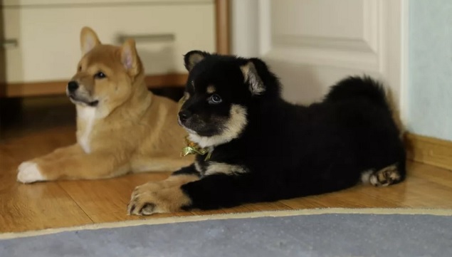 140 Female Shiba Inu Dog Names The Paws