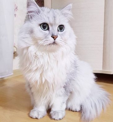 45 Silver Cat Names - The Paws