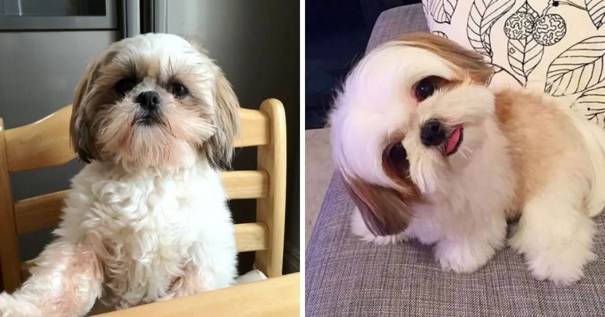 15 Reasons Shih Tzus Are The Worst Indoor Dog Breed Of All Time - The Paws