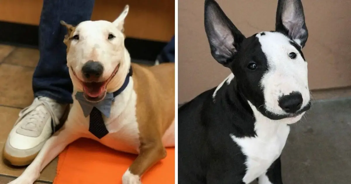 16 Pictures That Prove Bull Terriers Are Perfect Weirdos - The Paws