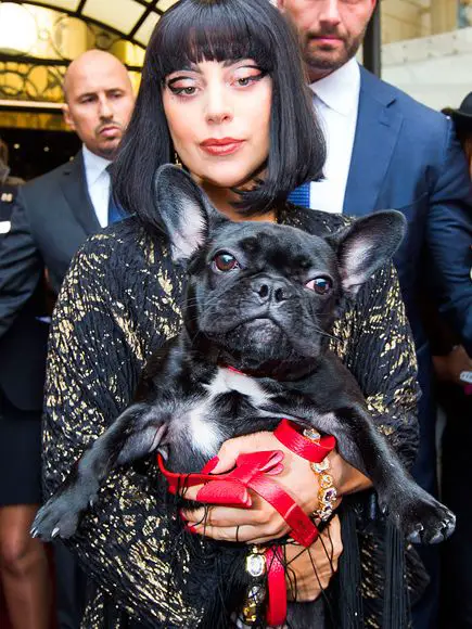5 Celebrity French Bulldog Names - The Paws