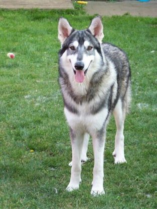 60 Inuit Dog Names - The Paws