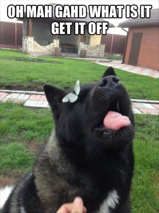 12 Hilarious Akita Inu Memes to Get You Through Life – Page 2 – The Paws