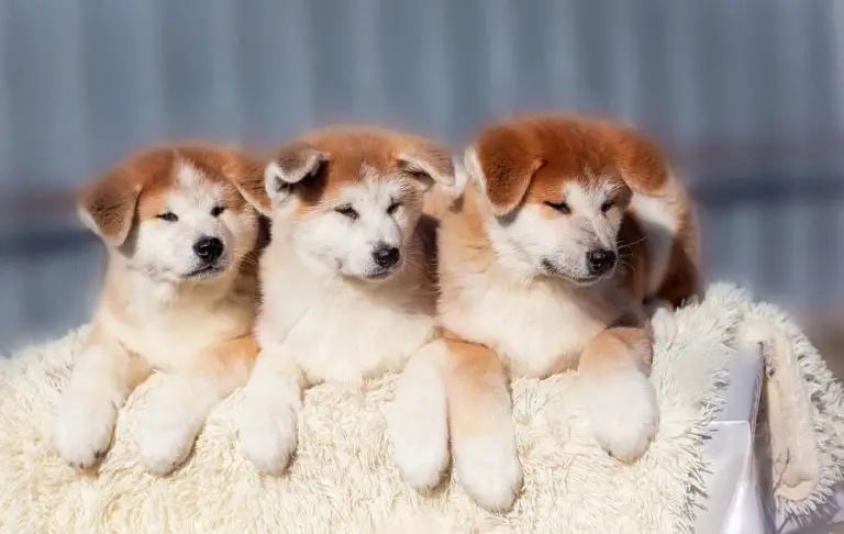 Japanese Dog Names – 255 Cute Dog Names - The Paws