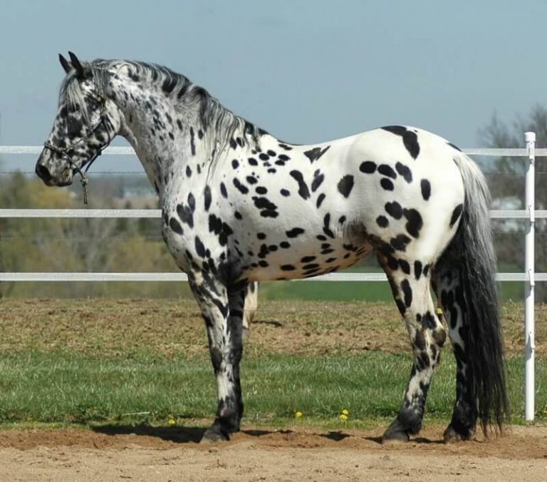 140-appaloosa-horse-names-the-paws