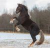 100 Big, Strong Horse Names - The Paws