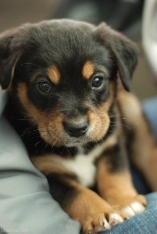 80 Black and Brown Dog Names - The Paws