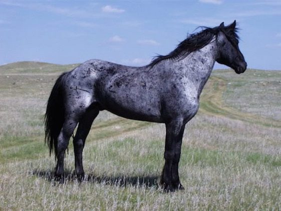 50 Blue Roan Horse Names - The Paws