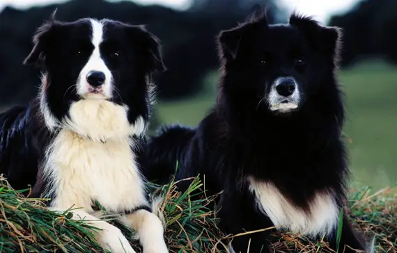 9 Most Famous Border Collies From Movies and TV | Page 2 of 4 | The Paws