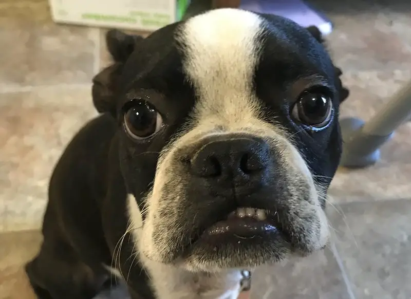 14 Reasons Boston Terriers Are The Worst Indoor Dog Breed Of All Time