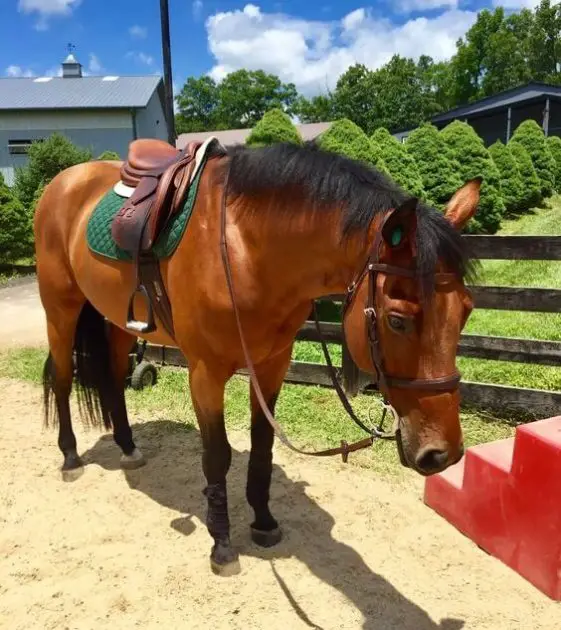 Good Show Names For Chestnut Horses