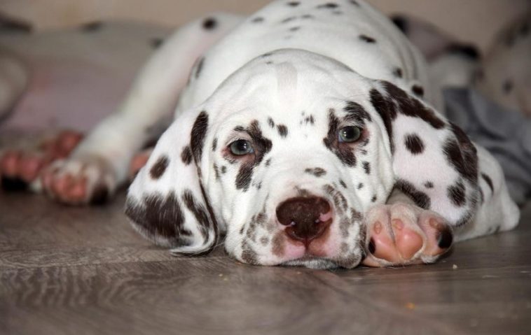 101 Dalmatians Dog Names (35 Names) - The Paws