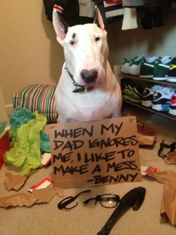 The 16 Funniest Bull Terrier Memes Of All Time (GALLERY) | The Paws