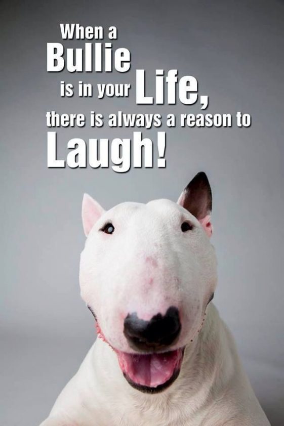The 16 Funniest Bull Terrier Memes Of All Time Gallery The Paws 