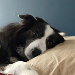 12 Rules Border Collies Have For You