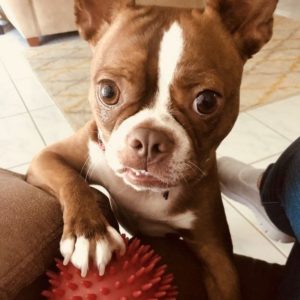 14 Reasons Boston Terriers Are The Worst Indoor Dog Breed Of All Time