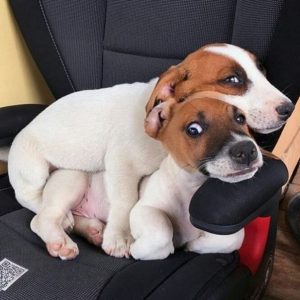 14 Reasons Jack Russells Are The Worst Indoor Dog Breed Of All Time