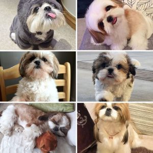 collage of shih tzus