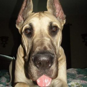 16 Reasons Why You Should Never Own Great Danes