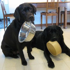 14 Reasons Labradors Are The Worst Indoor Dog Breed Of All Time