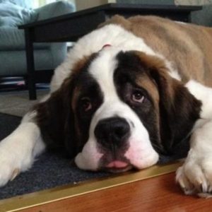 12 Reasons Why You Should Never Own St Bernards