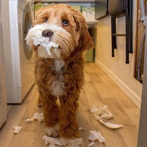 12 Reasons Labradoodles Are Not The Friendly Dogs Everyone Says They Are