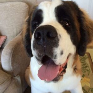 14 Reasons St Bernards Are Not The Friendly Dogs Everyone Says They Are