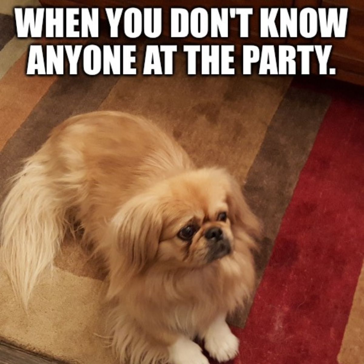 The 17 Funniest Pekingese Memes Of All Time - The Paws