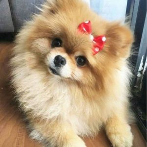 14 Reasons Pomeranians Are The Worst Indoor Dog Breed Of All Time