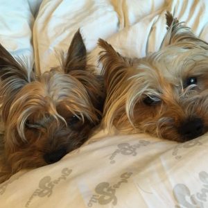 14 Reasons Yorkshire Terriers Are The Worst Indoor Dog Breed Of All Time