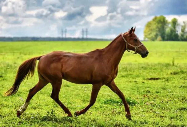 300 Good Female Horse Names - The Paws