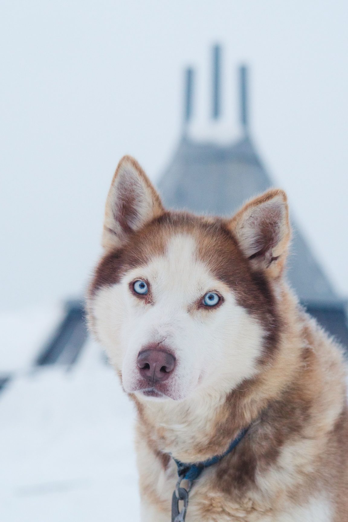 78 Sled Dog Names - The Paws