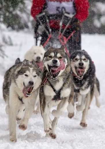 78 Sled Dog Names - The Paws