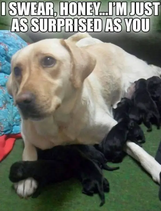 17 Hilarious Labrador Memes Guaranteed To Make You Laugh Page 3 of 4