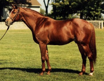 120+ Famous Race Horse Names - The Paws