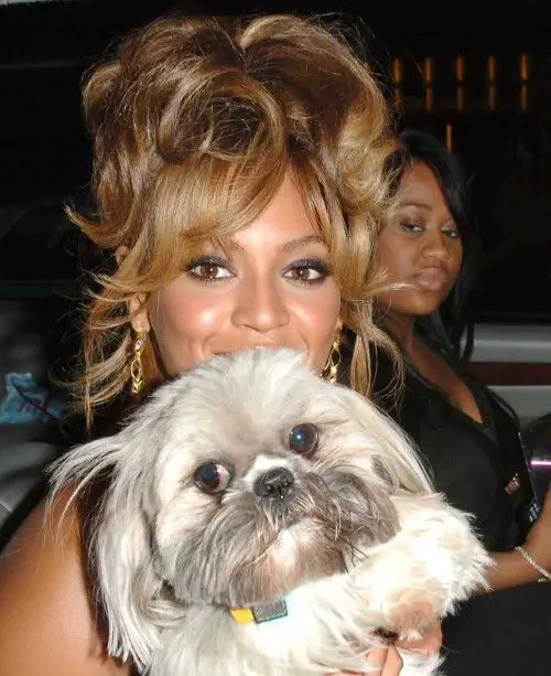Beyonce with her Shih Tzu