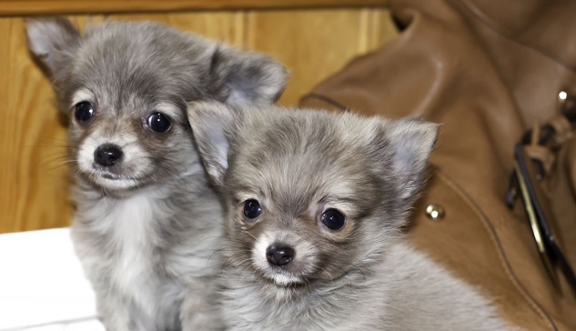 24 Silver Hair-Coated Dog Names - The Paws